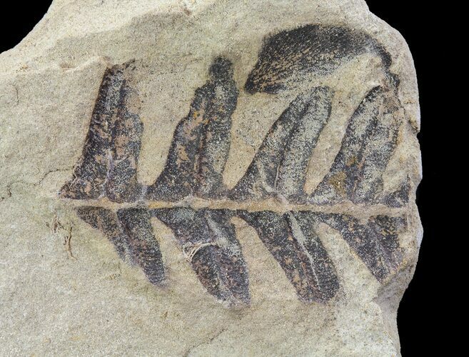 Pennsylvanian Fossil Fern (Alethopteris) - Kansas #65373